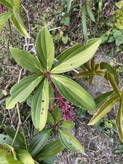 Medinilla formosana