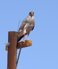 Melierax canorus canorus