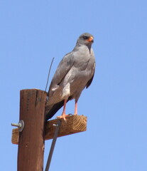 Melierax canorus canorus