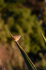 Oriturus superciliosus