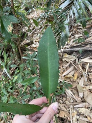 Ardisia cornudentata morrisonensis