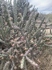 Cylindropuntia