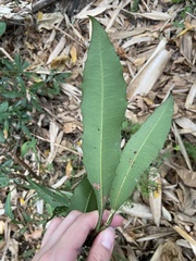 Ardisia cornudentata morrisonensis