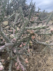 Cylindropuntia