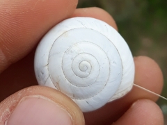 Sphincterochila candidissima