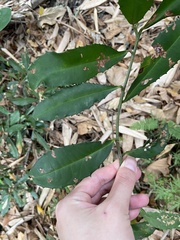 Ardisia cornudentata morrisonensis