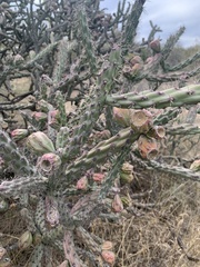 Cylindropuntia