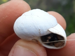 Sphincterochila candidissima