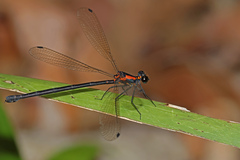 Austroargiolestes chrysoides