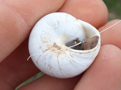 Sphincterochila candidissima
