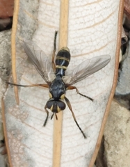 Cylindromyia nigricosta