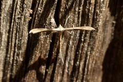 Stenoptilia