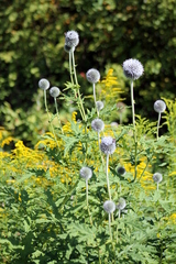 Echinops sphaerocephalus
