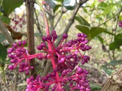 Medinilla formosana