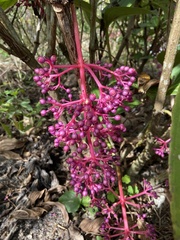 Medinilla formosana