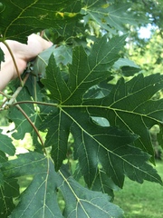 Acer saccharinum