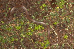 Lycodon hypsirhinoides