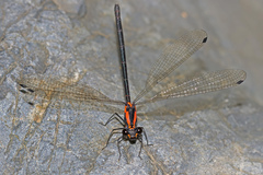 Austroargiolestes chrysoides