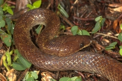 Lycodon hypsirhinoides