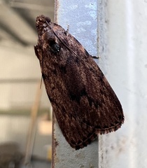 Mimaglossa nauplialis