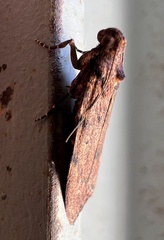 Mimaglossa nauplialis