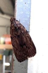 Mimaglossa nauplialis