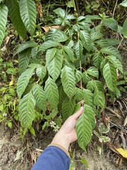Leea guineensis