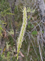 Prasophyllum brownii
