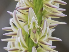 Prasophyllum brownii