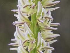 Prasophyllum brownii