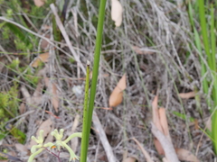 Prasophyllum brownii