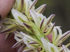 Prasophyllum brownii