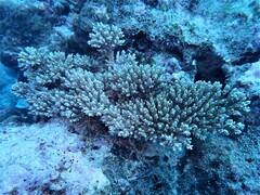 Acropora valida