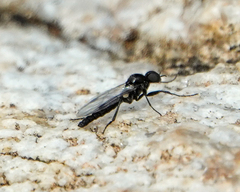 Bibiodes halteralis