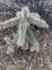 Cylindropuntia