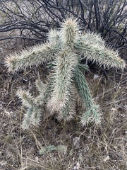 Cylindropuntia