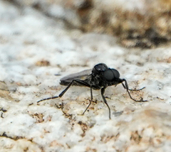 Bibiodes halteralis
