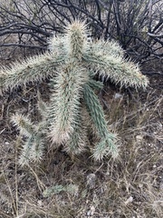 Cylindropuntia