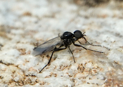 Bibiodes halteralis