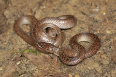 Lycodon hypsirhinoides