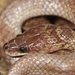 Andaman Wolf Snake - Photo (c) diegoreggianti, some rights reserved (CC BY-NC), uploaded by diegoreggianti