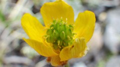 Ranunculus pedatifidus