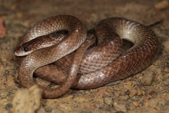 Lycodon hypsirhinoides