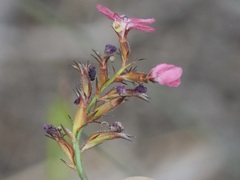 Stylidium squamosotuberosum