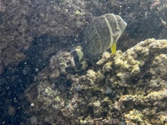 Acanthurus guttatus