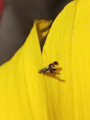 Spathulina acroleuca