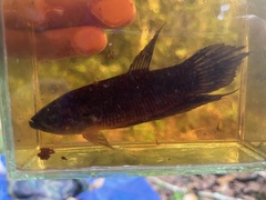 Betta hipposideros