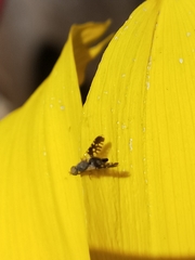 Spathulina acroleuca