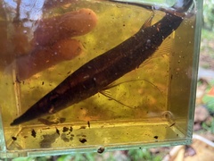 Luciocephalus pulcher