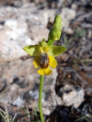Ophrys lutea
